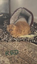 Lost Male Cat last seen Magnolia drive, Winnabow, NC 28479