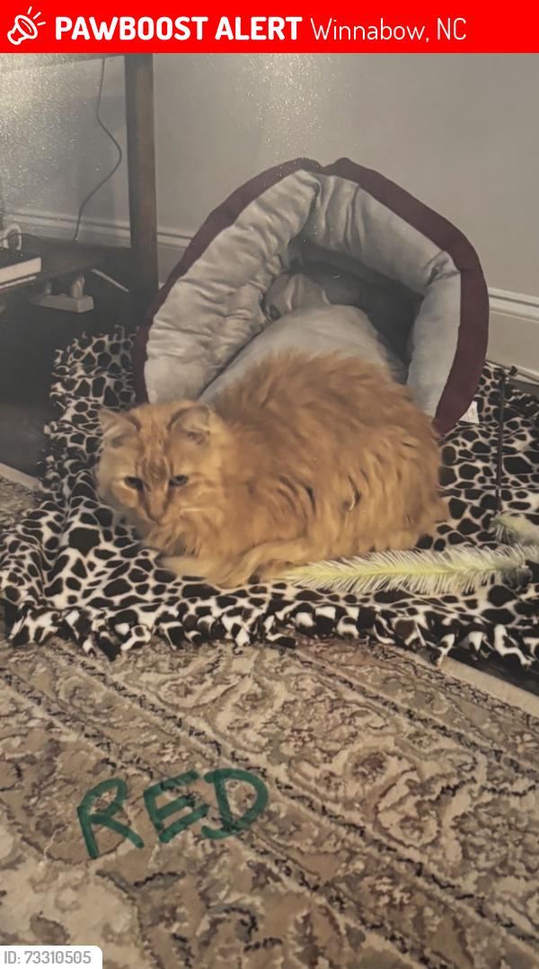 Lost Male Cat last seen Magnolia drive, Winnabow, NC 28479