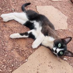Found/Stray Female Cat last seen Eighth street, Albuquerque, NM 87104