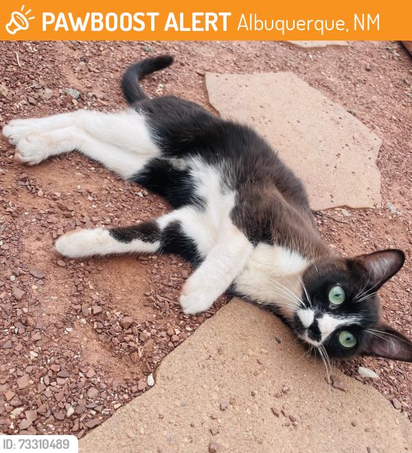 Found/Stray Female Cat last seen Eighth street, Albuquerque, NM 87104