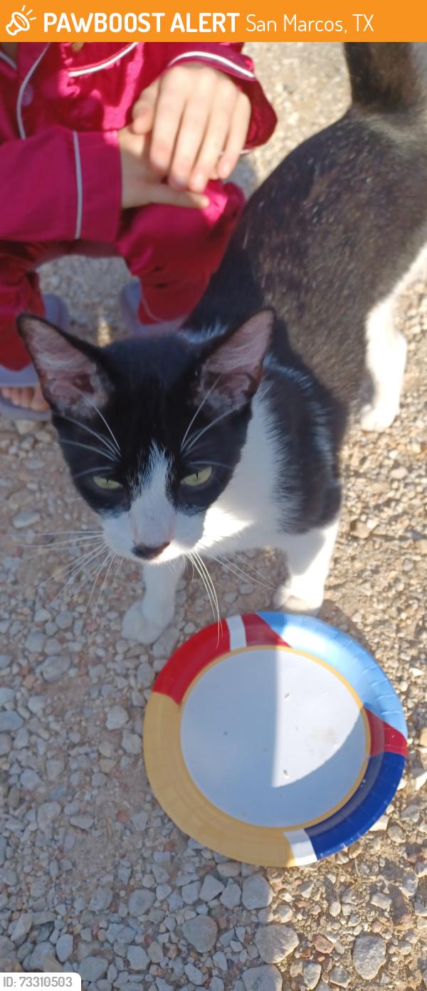 Found/Stray Male Cat last seen Hazelton and Loop street San Marcos, San Marcos, TX 78666