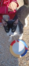 Found/Stray Male Cat last seen Hazelton and Loop street San Marcos, San Marcos, TX 78666