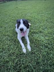 Found/Stray Male Dog last seen Myers road, Monroe, NC 28110
