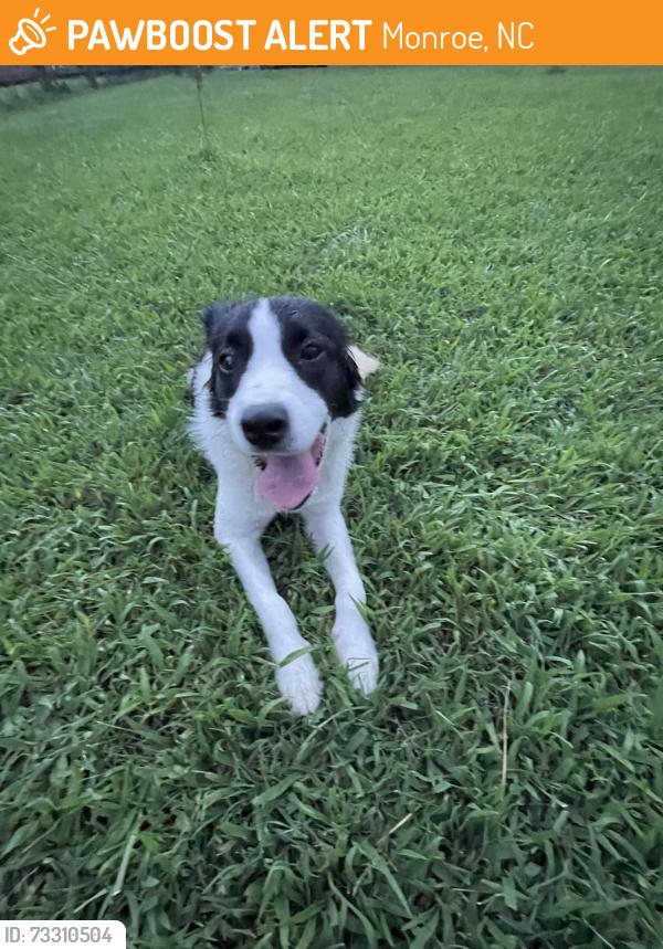 Found/Stray Male Dog last seen Myers road, Monroe, NC 28110
