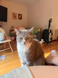 Reunited Female Cat last seen avent ferry, Raleigh, NC 27606