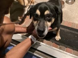 Reunited Female Dog last seen Lillington Highway, Spring Lake, NC 28390