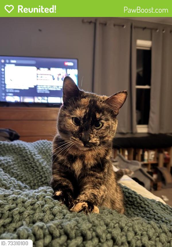 Reunited Female Cat last seen Henry St, Hile Rd, Norton Shores, MI 49441