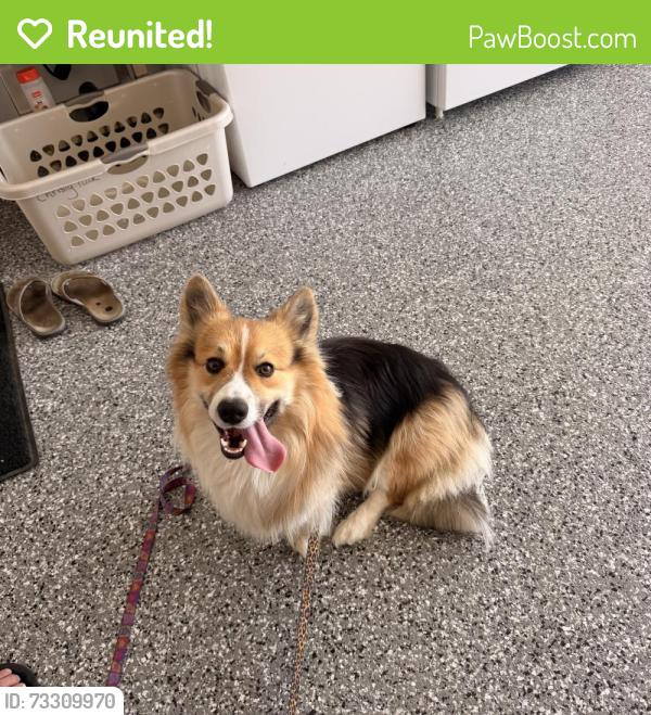 Reunited Unknown Dog last seen Appian & Trieste, Carlsbad, CA 92010