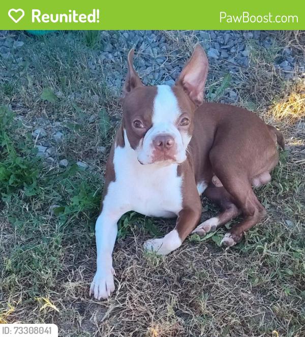 Reunited Male Dog last seen Chicken hses, Holly Pond, AL 35083
