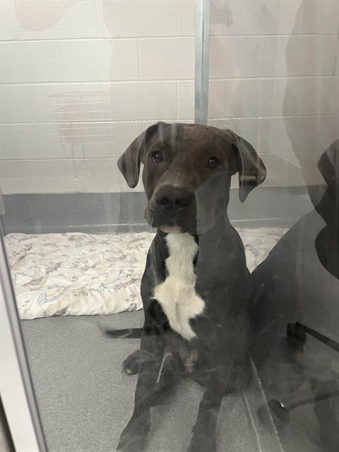 Shelter Stray Male Dog last seen Near, 2600 S Harding St, Indianapolis, IN 46221, USA