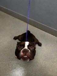 Shelter Stray Male Dog last seen MOUNTAIN CREST PARK, 655 N Mojave Rd, Las Vegas, NV 89101, USA