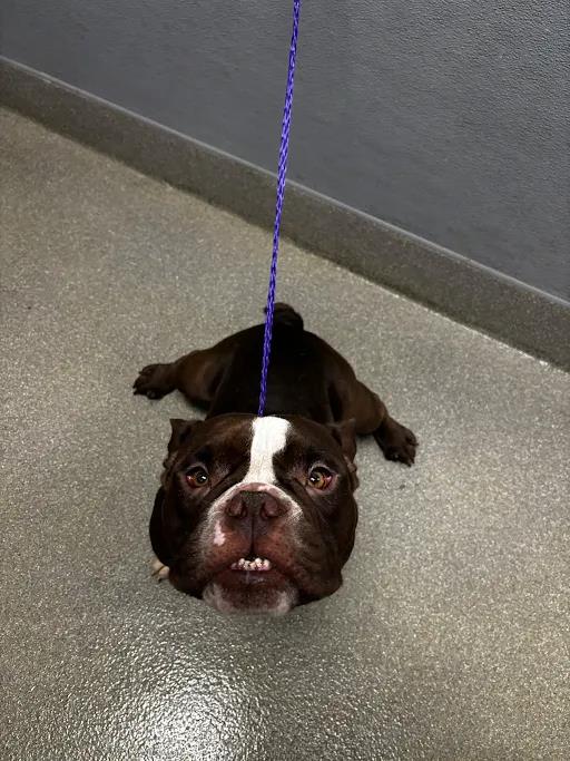 Shelter Stray Male Dog last seen MOUNTAIN CREST PARK, 655 N Mojave Rd, Las Vegas, NV 89101, USA