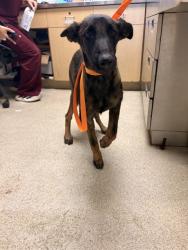 Shelter Stray Female Dog last seen Near BLOCK LA SIERRA AVE, RIVERSIDE, CA, 6851 Van Buren Boulevard, Jurupa Valley, CA 92509, USA