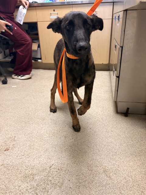 Shelter Stray Female Dog last seen Near BLOCK LA SIERRA AVE, RIVERSIDE, CA, 6851 Van Buren Boulevard, Jurupa Valley, CA 92509, USA