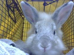 Shelter Stray Male Other last seen , 4000 N Silverbell Rd, Tucson, AZ 85745, USA