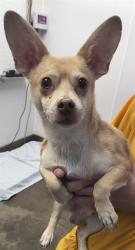 Shelter Stray Male Dog last seen , 4000 N Silverbell Rd, Tucson, AZ 85745, USA