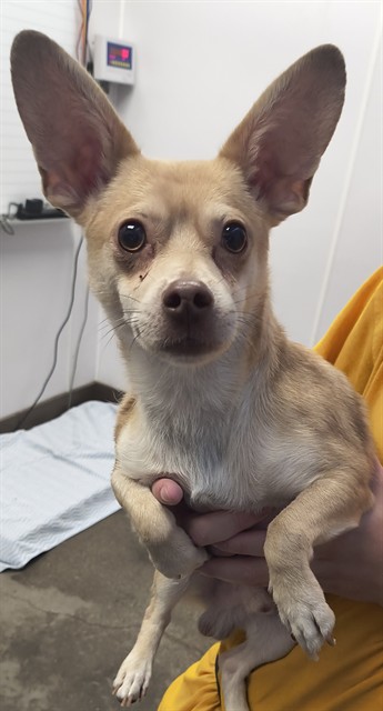 Shelter Stray Male Dog last seen , 4000 N Silverbell Rd, Tucson, AZ 85745, USA