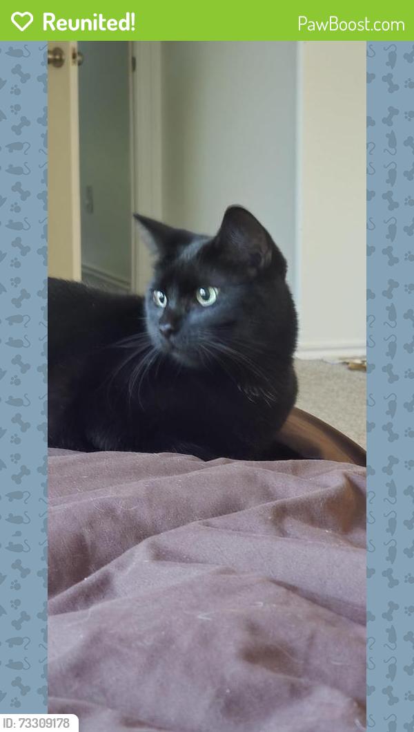 Reunited Female Cat last seen Cold river ranch, Rosharon, TX 77583