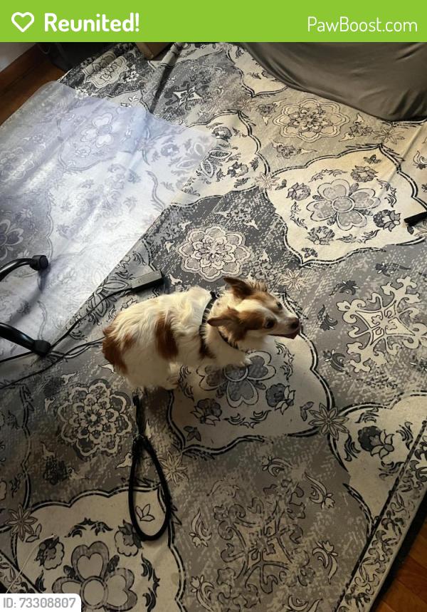 Reunited Unknown Dog last seen Nilden Avenue, Pittsburgh, PA 15234