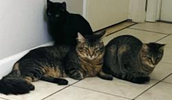 Lost Male Cat last seen Orleans Drive/Arana Drive, Martinez, CA 94553