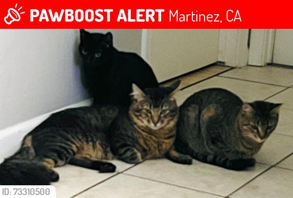 Lost Male Cat last seen Orleans Drive/Arana Drive, Martinez, CA 94553