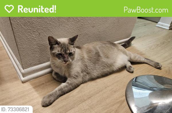 Reunited Unknown Cat last seen burbank & colfax, Los Angeles, CA 91601