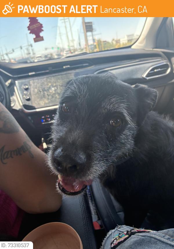 Found/Stray Male Dog last seen K and challanger, Lancaster, CA 93535