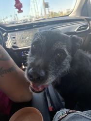 Found/Stray Male Dog last seen K and challanger, Lancaster, CA 93535