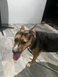 Found/Stray Female Dog last seen 136th st, North Miami, FL 33161