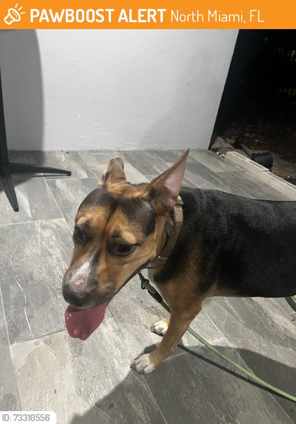 Found/Stray Female Dog last seen 136th st, North Miami, FL 33161