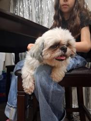 Reunited Female Dog last seen On lark between shary & Taylor, Mission, TX 78573