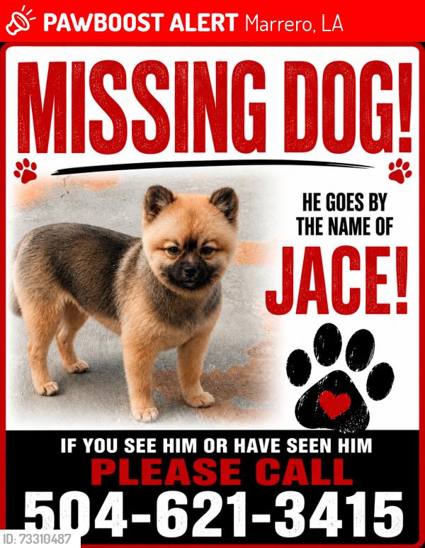 Lost Male Dog last seen Somerset and Lancaster, Marrero, LA 70072