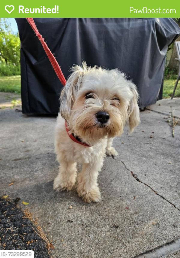 Reunited Male Dog last seen Coachwood and Brandywine, Sterling Heights, MI 48312