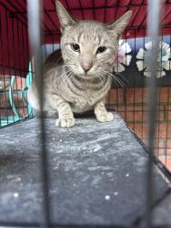 Found/Stray Unknown Cat last seen Sam’s Club parking lot, Waco, TX 76705