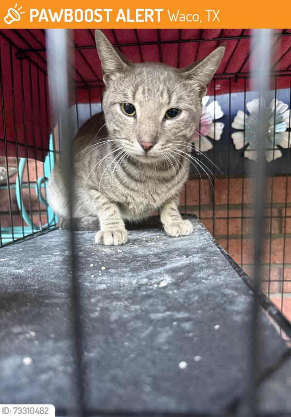 Found/Stray Unknown Cat last seen Sam’s Club parking lot, Waco, TX 76705
