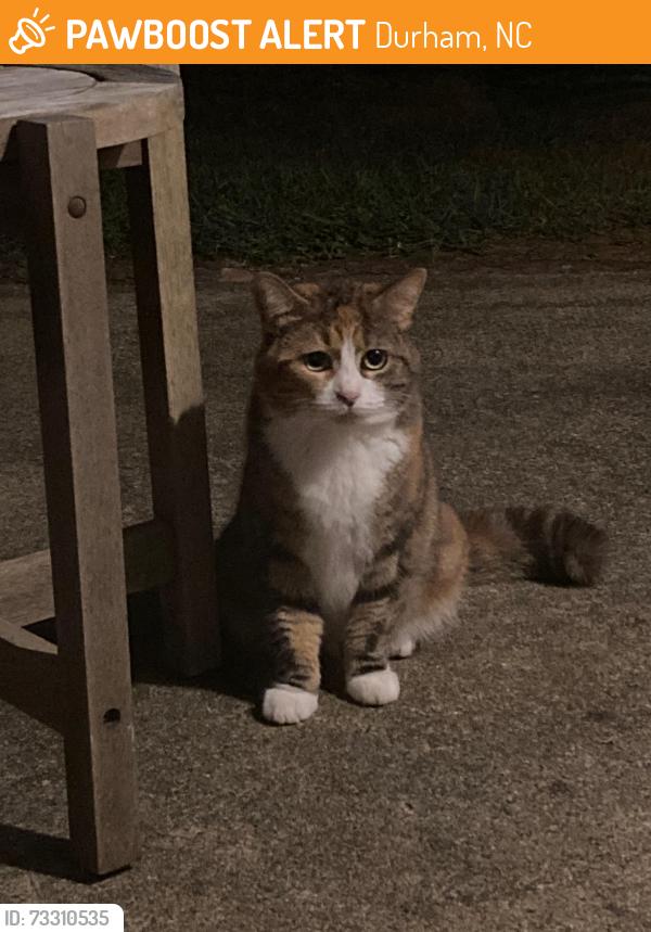 Found/Stray Unknown Cat last seen Pine Ridge s Durham, NC 27713, Durham, NC 27713