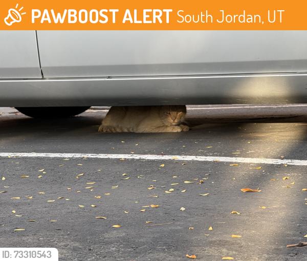 Found/Stray Unknown Cat last seen Near W Grande Rose Way South Jordan, UT 84095, South Jordan, UT 84095