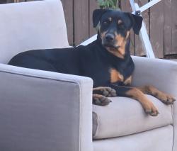 Lost Female Dog last seen Harrison St SE Decatur alabama, Decatur, AL 35601