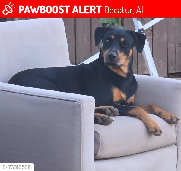 Lost Female Dog last seen Harrison St SE Decatur alabama, Decatur, AL 35601