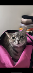 Lost Female Cat last seen Shell on East Mission Rd in Fallbrook, Fallbrook, CA 92028
