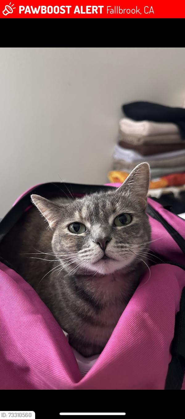 Lost Female Cat last seen Shell on East Mission Rd in Fallbrook, Fallbrook, CA 92028