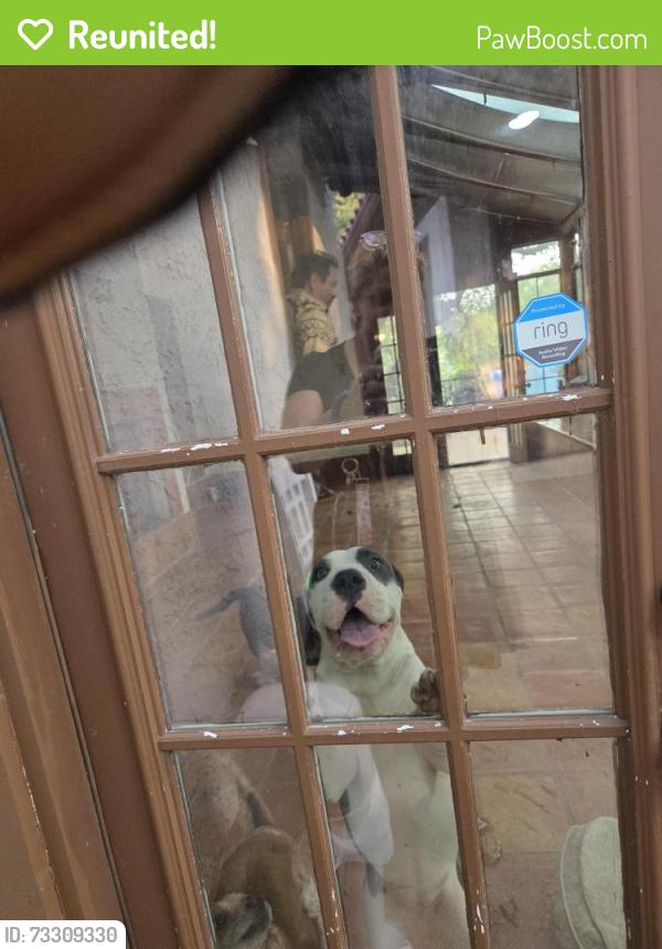 Reunited Female Dog last seen Romney st, Braun station east, around wickersham, San Antonio, TX 78254