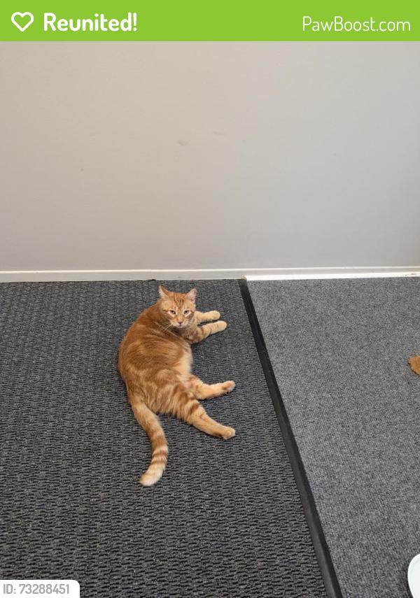 Reunited Male Cat last seen The Heights, Madison Heights, MI 48071