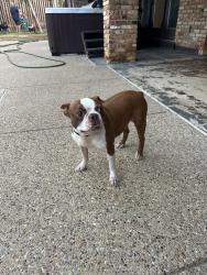 Reunited Male Dog last seen Boca Raton & Timberview Ct, Fort Worth, TX 76112