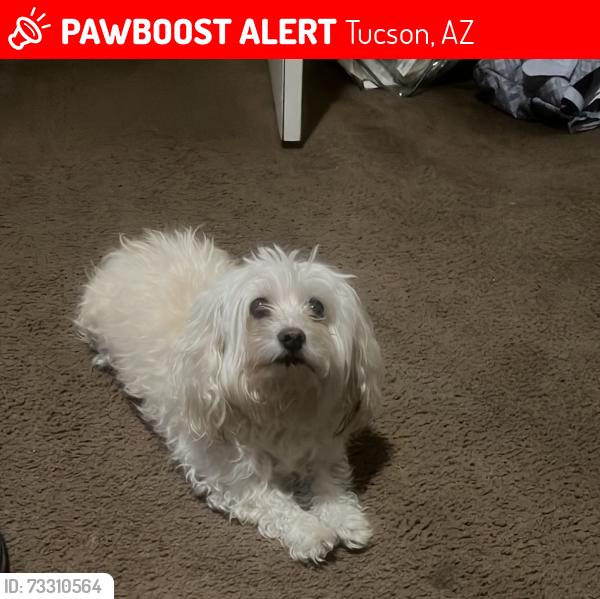Lost Male Dog last seen Irvington, Tucson, AZ 85746