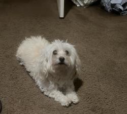Lost Male Dog last seen Irvington, Tucson, AZ 85746