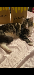 Reunited Female Cat last seen C street, Reedley, CA 93654