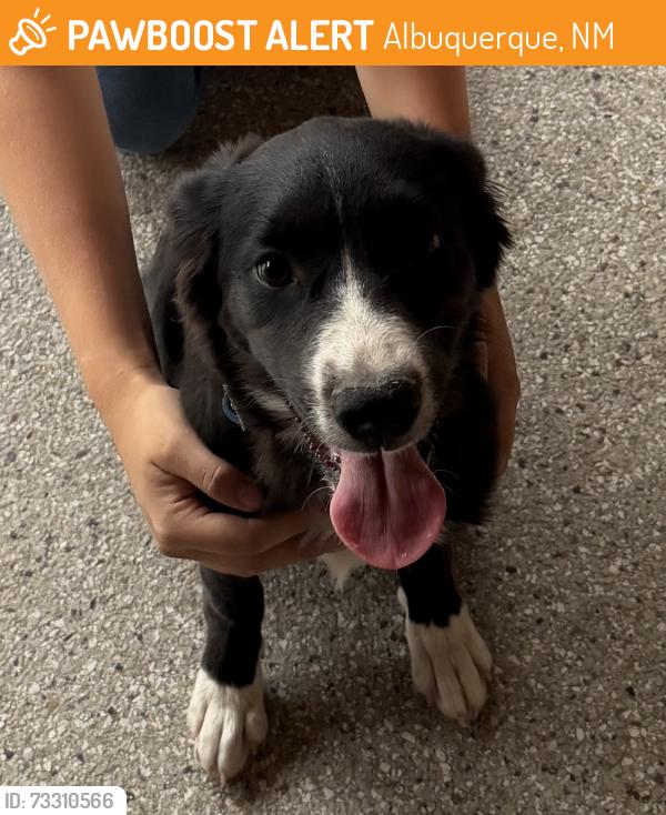 Found/Stray Female Dog last seen Tramway and Second Streets, Albuquerque, NM 87123