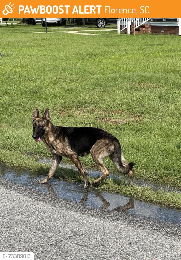 Found/Stray Female Dog last seen pamplico hwy, Florence, SC 29505