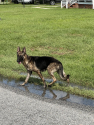 Found/Stray Female Dog last seen pamplico hwy, Florence, SC 29505